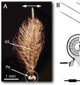 This is a mosquito hearing organ.