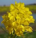 These are the flowers of a Brassica plant.