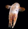 This unfamiliar Dumbo species collected by Census of Marine Life scientists on a 2009 MAR-ECO voyage to the Mid-Atlantic Ridge may prove new to science.