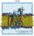 The SecY protein channel (grey, green, orange and brown) resides in the membrane.
