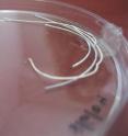 Fibers from Tel Aviv University that can be used to coat both metal and biodegradable stents.