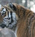 This is a Siberian tiger photographed in the Russian Far East.  A new report released today shows a dramatic decline in Russian tigers due to poaching and habitat loss.