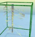 Pictured here are roots of the White Lupin in a model. With the help of X-ray tomograhy, UFZ researchers demonstrated a drought-related shrinkage of plant roots and as a result the formation of an air gap between the roots and the surrounding soil.