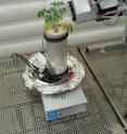 Plant roots can shrink as a result of water deficit and lose contact with the surrounding soil. This effect has been suspected for a long time, but has only now been demonstrated for a fact with the help of X-ray tomography.