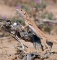 This is the insectivorous lizard <i>Acanthodactylus beershebensis</i> in the Negev Desert (Israel).