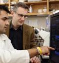 Doctoral student Shyam Khatau, left, and Denis Wirtz, director of the Johns Hopkins Engineering in Oncology Center, played a key role in finding a bundled "cap" of thread-like fibers that holds a cell's nucleus in its proper place.