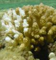 The white areas on this coral are a result of bleaching. Scientists are reporting progress toward understanding how this harmful process occurs.