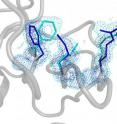 The hidden alternate structure of the human prolyl isomerase  
uncovered by ambient temperature high-resolution x-ray  
crystallography. Fast flipping between the main (blue) and minor  
(light blue) structures  is essential for catalytic power.