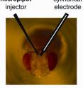 A tiny electrode and pipette inserted into the fruit fly brain make it a simple, convenient model for studying drug abuse in humans.
