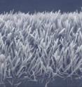 Tel Aviv University's nanosized "forest of peptides" can be used as the basis for self-cleaning windows and more efficient batteries. Tel Aviv University's nanosized "forest of peptides" can be used as the basis for self-cleaning windows and more efficient batteries.