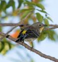 Dark-eyed Juncos, Yellow-rumped warblers and house finches can direct their alarm calls in the direction of an apparent threat.