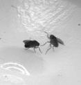 One way a male Drosophila shows aggression is by "lunging," in which it rears up on its hind legs and snaps down with its forelegs on its opponent.