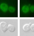 Common yeast cells like these are able to change from the "a" to the "alpha" type by removing a protein that prevents certain genes from being expressed. Understanding that mechanism could lead to new interventions in pathologies where the cell transformation process goes wrong.
