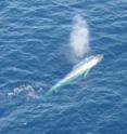 This is a blue whale photographed off San Diego.