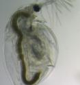 <i>Daphnia pulex</i> is a model organism for genetics study. Its genome was examined for recent intron colonization and loss events.