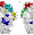 Researchers at Rice University and Baylor College of Medicine (BCM) have found what they believe is a weakness in H1N1's method for evading detection by the immune system.