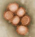 A mutation in the H1N1 influenza A virus -- a pair of amino acid variants termed the 'SR polymorphism' -- was found to enhance replication of the virus in humans.