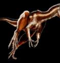 Reconstruction of the new Triassic carnivorous dinosaur <I>Tawa hallae</I>. Tawa was discovered by Sterling Nesbitt and colleagues at Hayden Quarry in northern New Mexico. Reconstruction of the new Triassic carnivorous dinosaur <I>Tawa hallae</I>. Tawa was discovered by Sterling Nesbitt and colleagues at Hayden Quarry in northern New Mexico.
