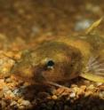 Northern Madtom (<i>Noturus stigmosus</i>), a venomous catfish species, collected from the Huron River near Ann Arbor, Michig Northern Madtom (<i>Noturus stigmosus</i>), a venomous catfish species, collected from the Huron River near Ann Arbor, Michig