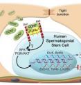 This is a proposed model of human SSC self-renewal regulation by glial cell line-derived neurotrophic factor (GDNF), which has been demonstrated to have an essential role in regulating rodent SSC self-renewal.