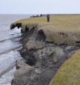 A new study led by the University of Colorado at Boulder indicates part of the northern Alaska coastline is eroding by up to 45 feet annually due to declining sea ice, warming seawater and increased wave activity.