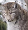 The Eurasian Lynx (<i>Lynx lynx</i>) is one of 140 European mammalian species, whose climate niches researchers have been studying.