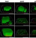 Inactivation of the expression of three key regulators bfiS, bfmR, and mifR in mature biofilms results in biofilm architectural collapse and biomass loss.

<I>P. aeruginosa </I>mutants complemented with plasmid-borne copies of the respective genes placed under the regulation of the arabinose-inducible PBAD were grown under continuous flow conditions in glutamate minimal medium in the presence of 0.1% arabinose for 144 hr after which time the biofilms were visualized by confocal microscopy (0 hr). Then, arabinose was eliminated from the growth medium and the biofilm architecture monitored post arabinose removal at the times indicated. PAO1 strain harboring the empty pJN105 vector was used as control. White bars = 100 μm.