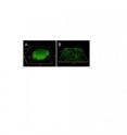 <I>P. aeruginosa</I>  mutants inactivated in the key regulator BfiS are arrested in biofilm development. Biofilm architecture of <I>P. aeruginosa</I> wild type (A) and ∆bfiS mutant (B) biofilms following 144 hrs of growth.