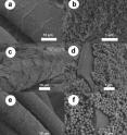 These images from an electron microscope show wool fibers coated with the silica nanoparticles that may improve wool’s qualities.