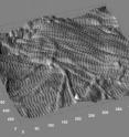 This is a three-dimensional rendering from the surface of a mouse bone.  In this 3.5 x 3.5 micrometer  image (100 nanometer height), the rich sample topography characteristic of bone is evident.  Type I collagen fibrils are seen running in a bundle from left to right near the top.  A second layer of fibrils appears to be running below, almost perpendicular to this bundle, near the bottom corner.