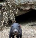 This Tasmanian devil, photographed at Healesville Sanctuary, is part of the Save the Devil program that has been established to help protect Australia's Tasmanian devils which are at risk of extinction from devil facial tumor disease.