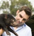 Dr. Tony Papenfuss from the Walter and Eliza Hall Institute of Medical Research in Melbourne, Australia, has identified Schwann cells as the likely origin of the devil facial tumor disease that has been devastating Australia's Tasmanian devil population.