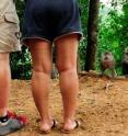 A group of longtailed macaques on Lombok look up in search of handouts from people.