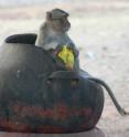 In Thailand, a longtail macaque sits in a garbage can to finish a snack scrounged from the trash.