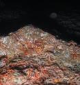 Echinoderms such as brittle stars bury significant amounts of carbon at the seabed when they die and decay.