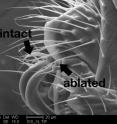 UC biologist Michal Polak uses a laser to ablate genital spines. This image shows an ablated and an intact spine.