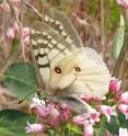 California butterflies are reeling from a one-two punch of climate change and land development, says an unprecedented analysis led by UC Davis butterfly expert Arthur Shapiro. In one example, this butterfly, the Clodius Parnassian (<i>Parnassius clodius</i>), is more common at the top of its elevation range in California mountains than in the past.