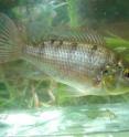 The poster child for sustainable fish farming -- the tilapia -- is actually a problematic invasive species for the native freshwater fish species of the Fiji Islands.