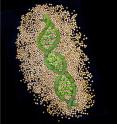 Soybean, one of the most important global sources of protein and oil, is now the first legume species with a published complete draft genome sequence. Soybean, one of the most important global sources of protein and oil, is now the first legume species with a published complete draft genome sequence.