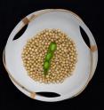 Soybean, one of the most important global sources of protein and oil, is now the first legume species with a published complete draft genome sequence. Soybean, one of the most important global sources of protein and oil, is now the first legume species with a published complete draft genome sequence.