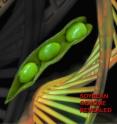 Soybean, one of the most important global sources of protein and oil, is now the first legume species with a published complete draft genome sequence. Soybean, one of the most important global sources of protein and oil, is now the first legume species with a published complete draft genome sequence.