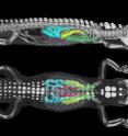 Computerized tomographic (CT) X-ray images of side and top views of a 24-pound American alligator, with 3-D renderings of the bones and of airways or bronchi within the lungs. The windpipe and first-tier of bronchi are not shown. A University of Utah study found that air flows in one direction through a gator's lungs. It flows from the first-tier bronchi through second-tier bronchi (blue), then through tube-like third-tier parabronchi (not shown) and then back through other second-tier bronchi (forest green).