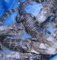 Small alligators at the University of Utah. A new study shows air moves in one direction once it enters an alligator's lungs -- a discovery that may explain why the ancestors of dinosaurs and birds came to rule the Earth after a mass extinction killed many mammal-like reptiles 251 million years ago.