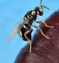 This female Nasonia wasp is stinging a fly pupal host and laying eggs within it. The offspring will emerge two weeks later and will subsequently hatch and kill the host creature. Scientists have mapped the genomes for three species of parasitic wasps in the Nasonia genus. Published in the Jan. 15, 2010 issue of Science, the availability of these genome sequences will aid the analysis of complex genetic traits, such as skin color, as well as complex human diseases. They may also advance our understanding of how to use these wasps as natural agents against agricultural pests and disease-carrying insects.