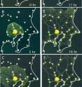 This is the network formation in <i>Physarum polycephalum</i>. (A) At t =0, a small plasmodium of <i>Physarum</i> was placed at the location of Tokyo in an experimental arena bounded by the Pacific coastline (white border) and supplemented with additional food sources at each of the major cities in the region (white dots). (B to F) The plasmodium grew out from the initial food source with a contiguous margin and progressively colonized each of the food sources. Behind the growing margin, the spreading mycelium resolved into a network of tubes interconnecting the food sources.