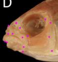 This is an image of a cichlid fish, <i>Perissodus elaviae</i>.