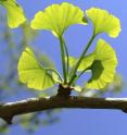 Ginkgo leaves are the source of a popular herbal remedy that new research suggests may increase the risk of seizures in people with epilepsy. Ginkgo leaves are the source of a popular herbal remedy that new research suggests may increase the risk of seizures in people with epilepsy.