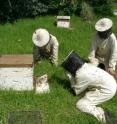 These are beekeepers and honey bees. These are beekeepers and honey bees.