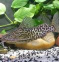 This is a <i>Synodontis schoutedeni</i> catfish.