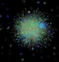 Each line of this AraNet network represents a functional link between two genes. The colors indicate the strength of the link using a red-blue heat map scheme.The image includes about 100,000 functional links made among about 10,000 <i>Arabidopsis</i> genes. Each line of this AraNet network represents a functional link between two genes. The colors indicate the strength of the link using a red-blue heat map scheme.The image includes about 100,000 functional links made among about 10,000 <i>Arabidopsis</i> genes.